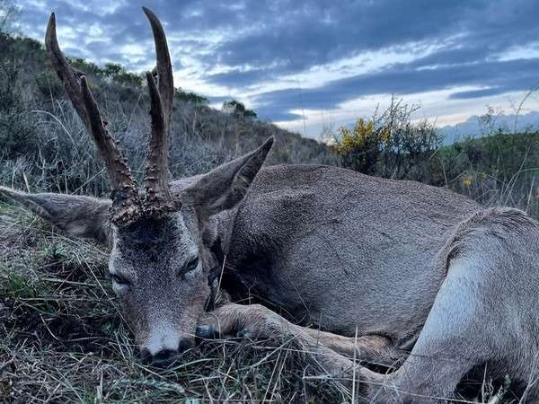 Corzo Palencia