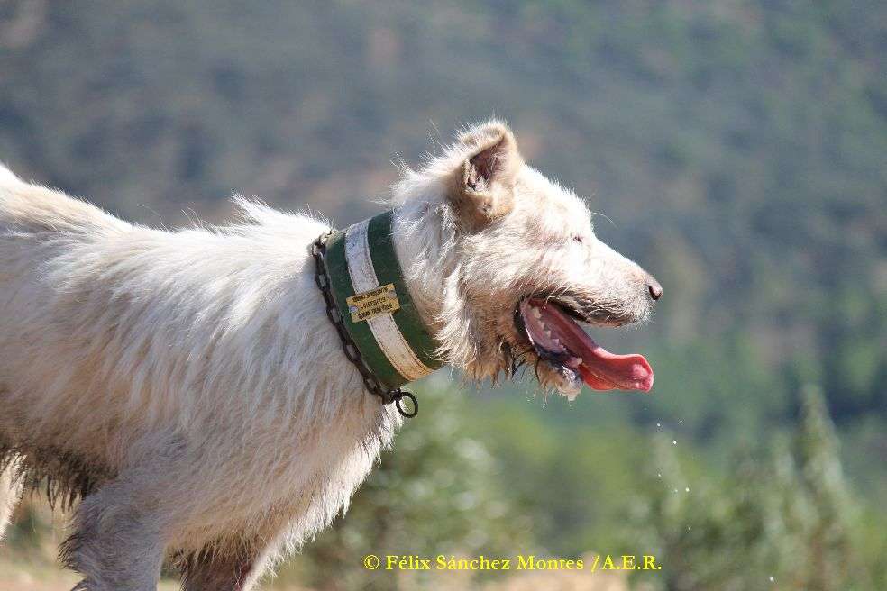 Protección Animal
