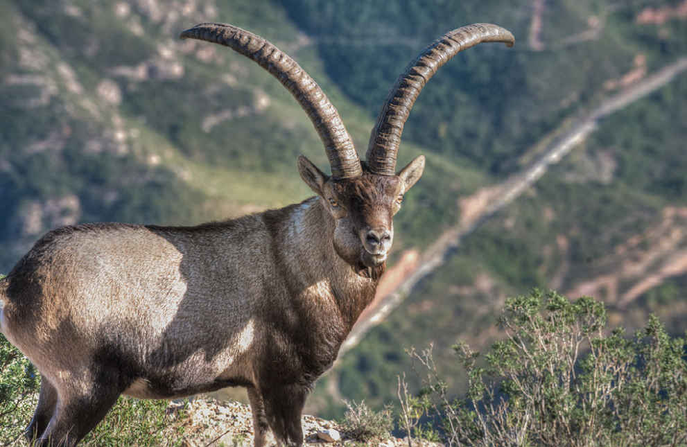 Macho montés