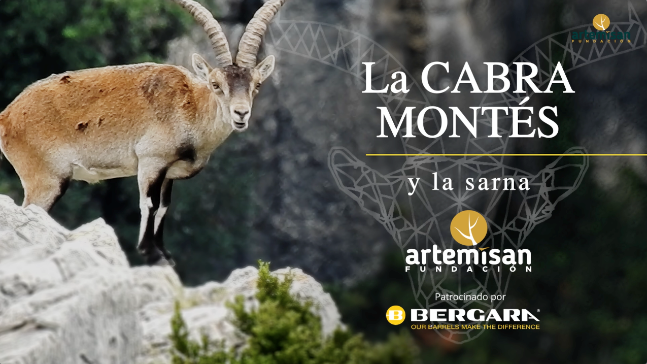 vídeo Fundación Artemisan cabra montés