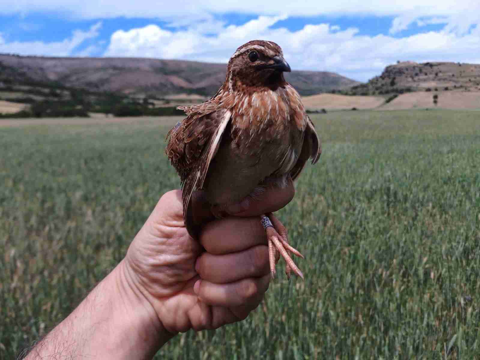 codorniz Fundación Artemisan
