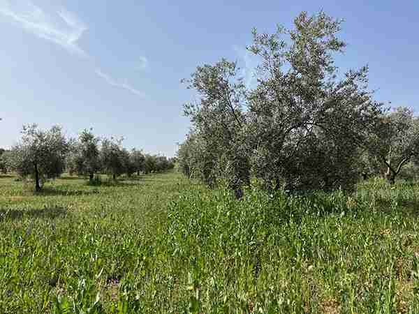 finca olivar Federación Andaluza de Caza