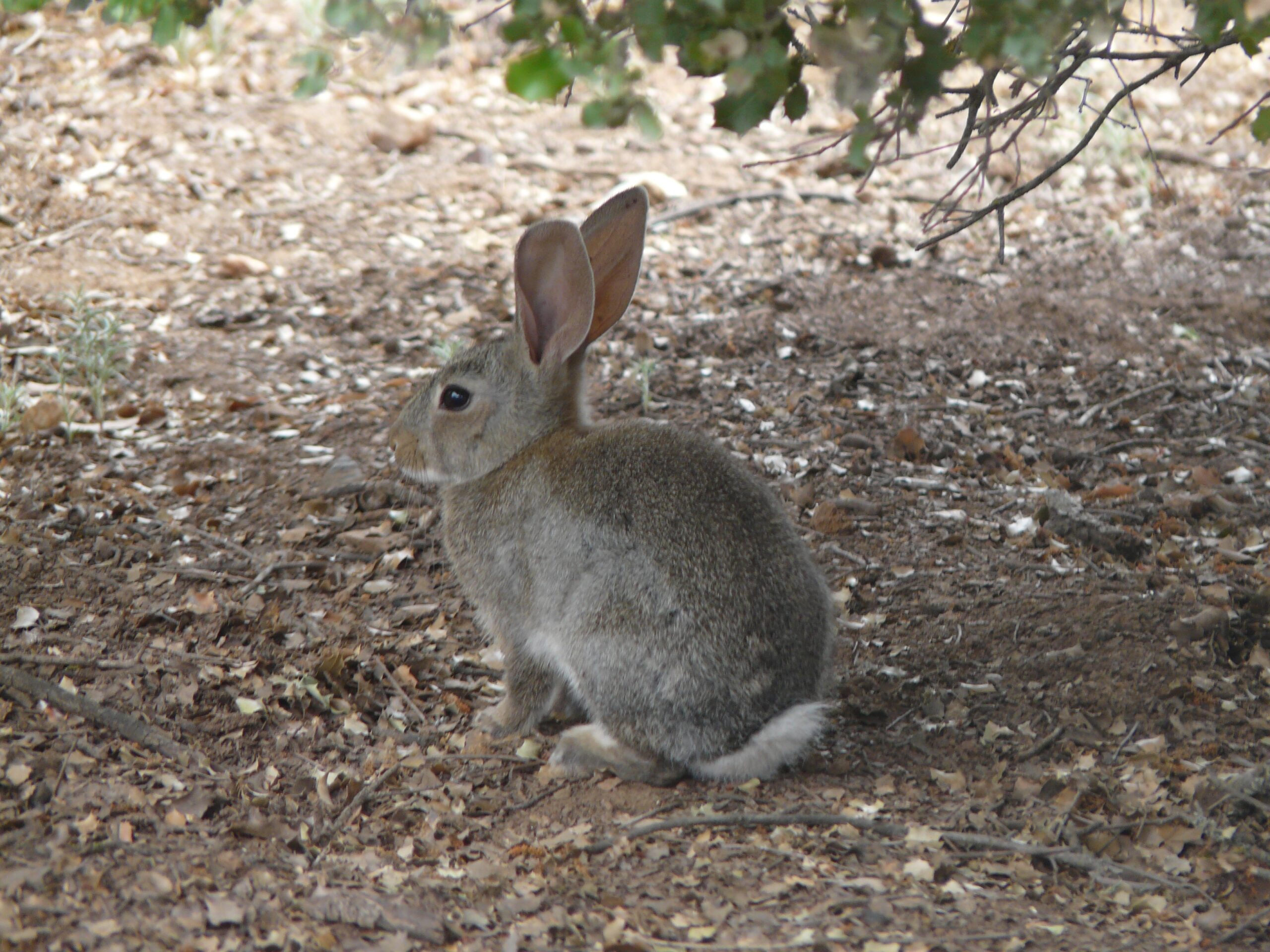 Conejo leishmaniosis