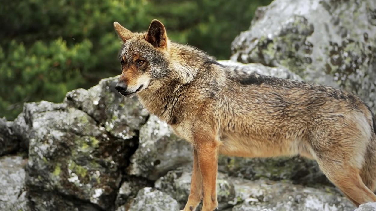 lobo Fundación Artemisan