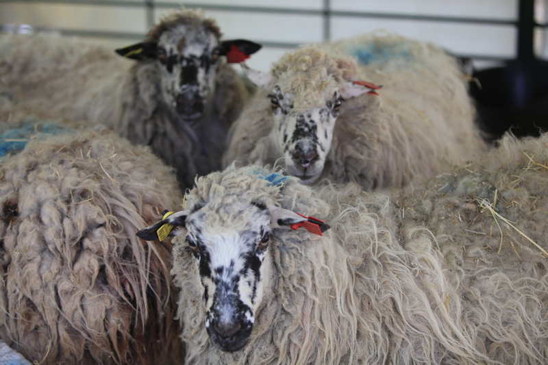 Ovejas en el Salón Internacional del Campo, SICampo