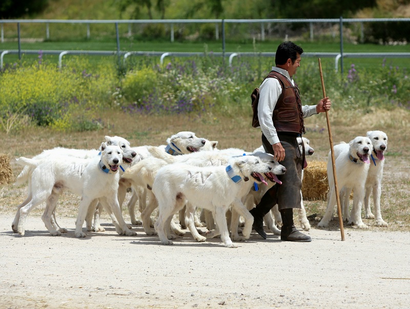 Perros de rehala Valdueza en el Salón Internacional del Campo, SICampo