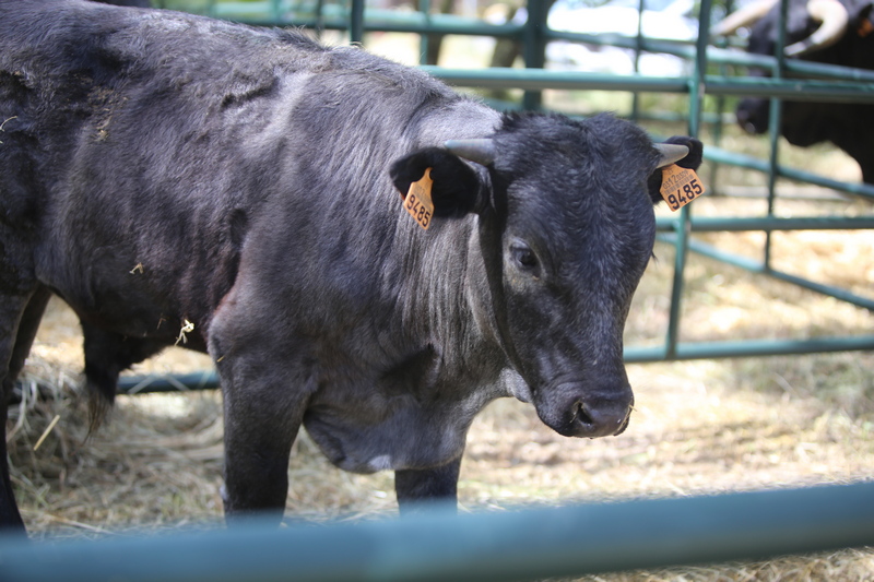 Exposición de ganado vacuno. en el Salón Internacional del Campo, SICampo