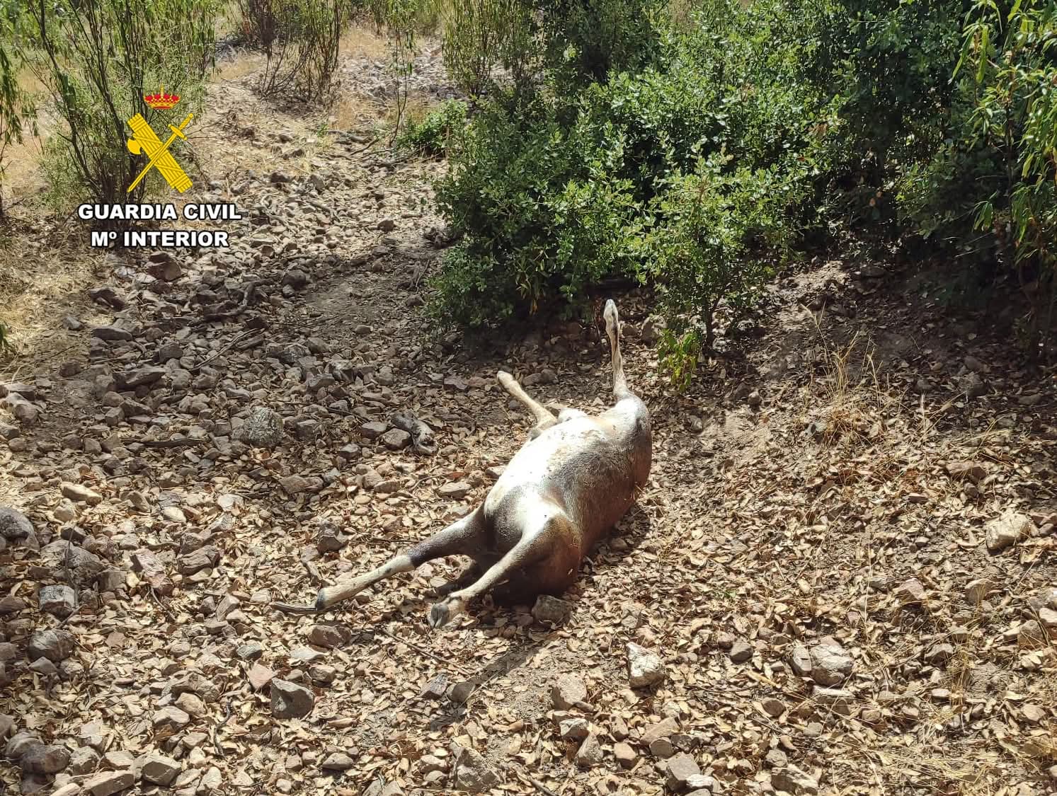 Muflón decapitado por furtivos en Badajoz