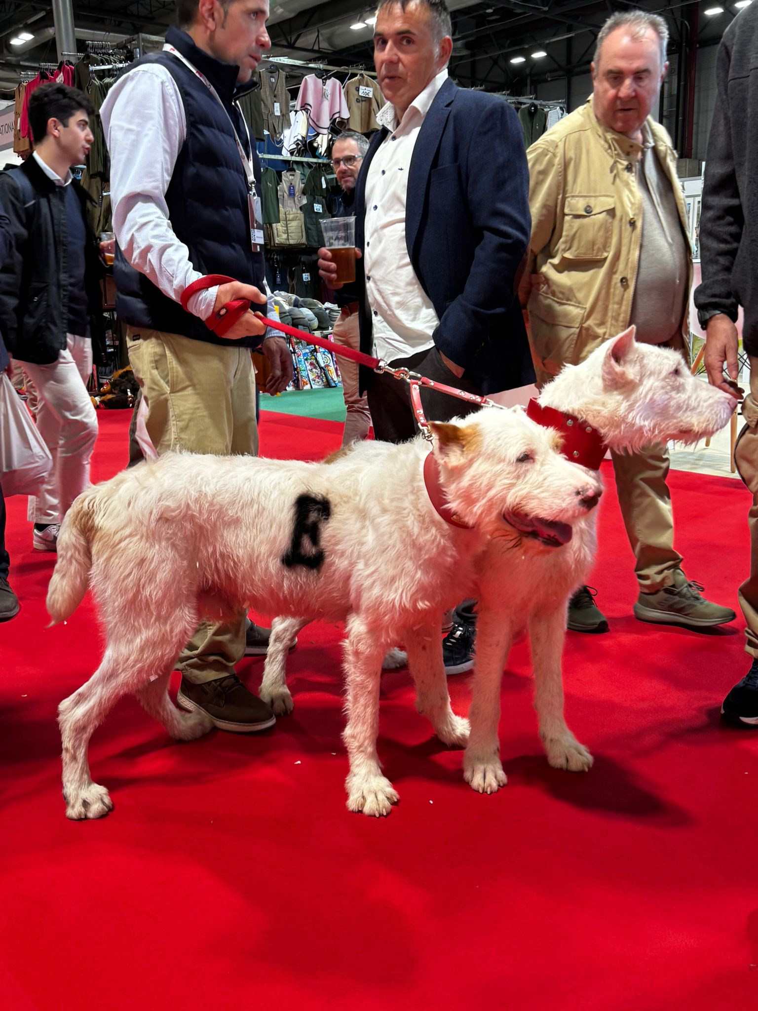 AER en Cinegética+SCI 2026 desfile colleras