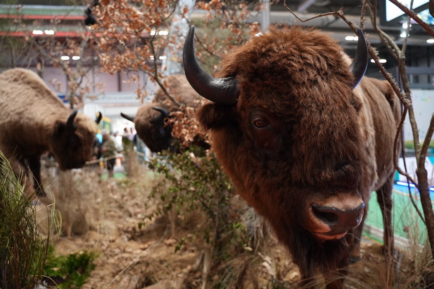 Cinegética+SCI 2026 taxidermia