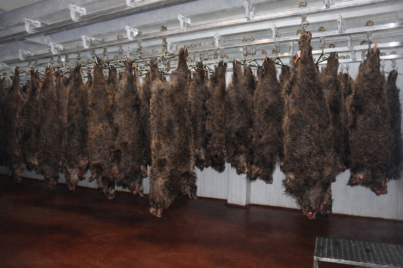 Jabalíes en sala de despiece